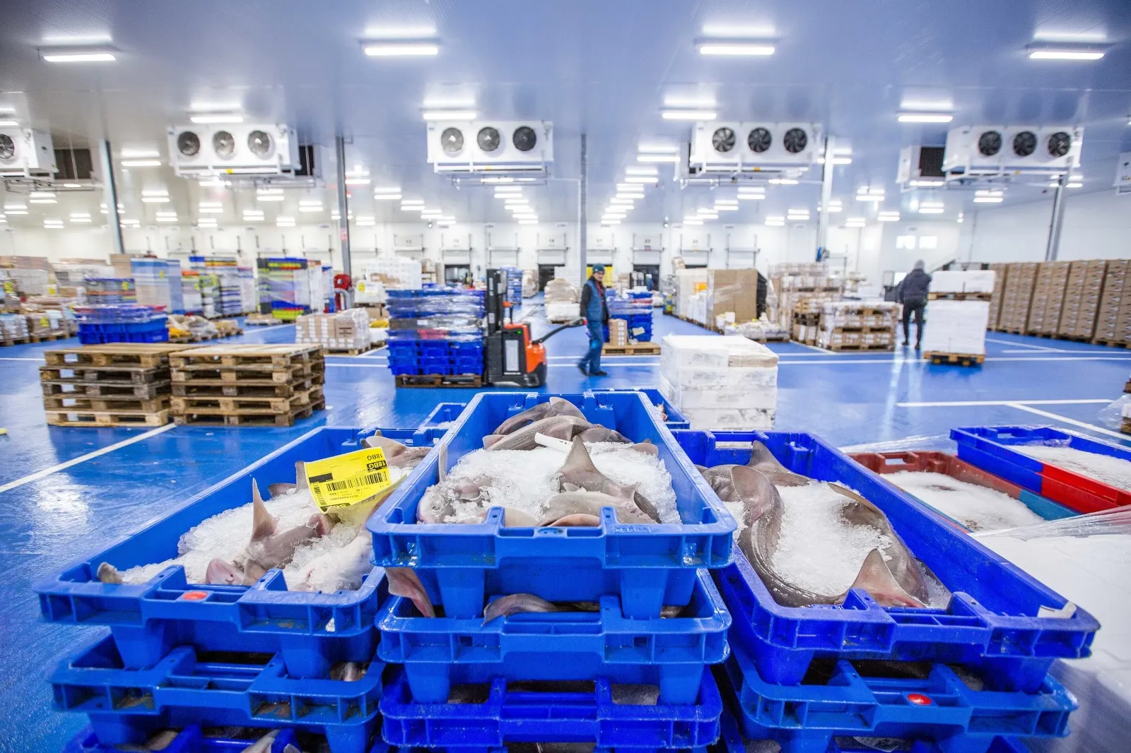 Seafood processors and exporters